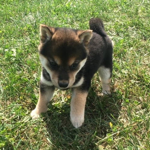 Očkovaná štěňata samců a samic shiba inu na prodej Očkovaná štěňata samců a samic shiba inu na prodej