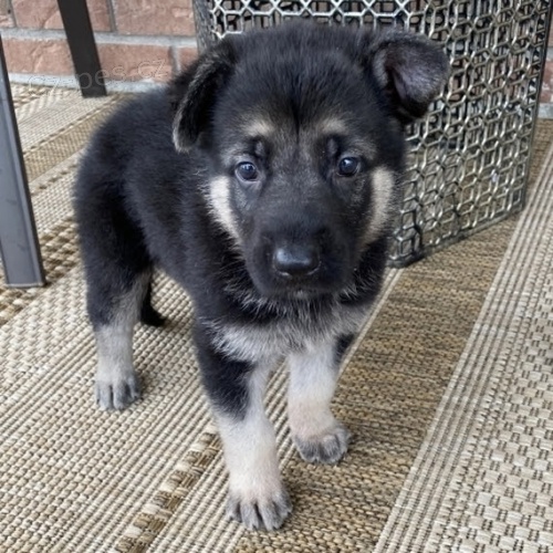 Velkolepé, zdravé a krásné německé ovčák štěňata. Velkolepé, zdravé a krásné německé ovčák štěňata.