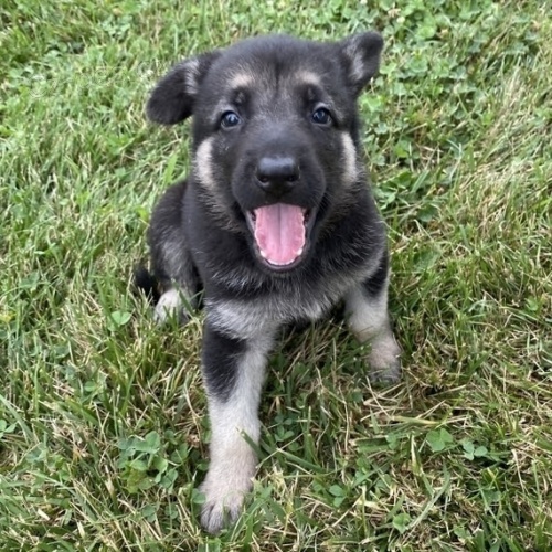 Rozkošná a společensky vycvičená štěňátka německých ovčáků na prodej. Rozkošná a společensky vycvičená štěňátka německých ovčáků na prodej.