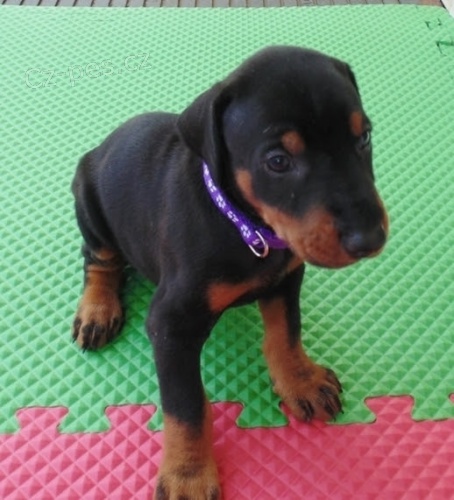 Velkolep�, zdrav� a kr�sn� �t��ata dobermana.