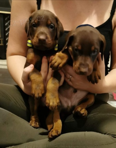 O�kovan�, zdrav� �t��ata samc� a samic doberman� na prodej