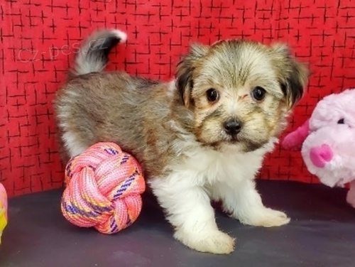 Na prodej roztomilá a sociálně vyškolená štěňátka Havanese. Na prodej roztomilá a sociálně vyškolená štěňátka Havanese.