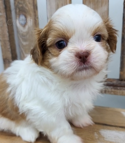 Velkolep�, zdrav� a kr�sn� �t��ata shih tzu.