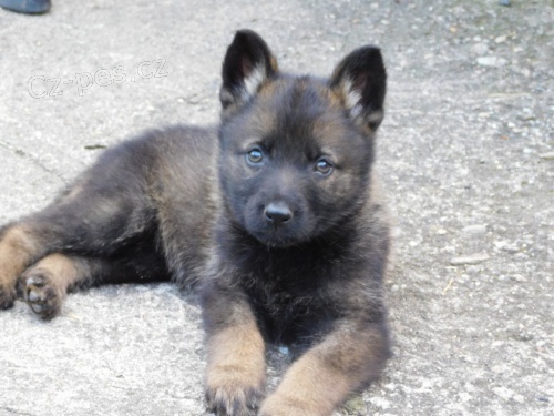 Německý ovčák Německý ovčák