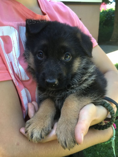 Štěňata německého ovčáka s PP Štěňata německého ovčáka s PP