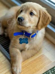 roztomilý zlatý retrívr štěňata roztomilý zlatý retrívr štěňata