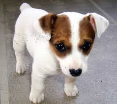 FANTASTICKÝ JACK RUSSELL FANTASTICKÝ JACK RUSSELL