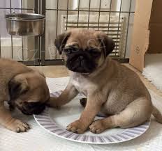 Mops štěňata Mops štěňata