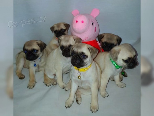 Mops �t��ata, VDH / DCNH / FCI