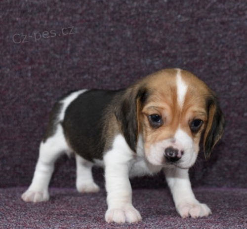 trikolorn� b�glov�