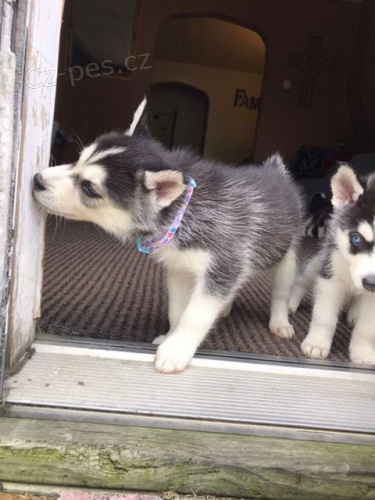 Sibiřský husky štěňata připraven Sibiřský husky štěňata připraven