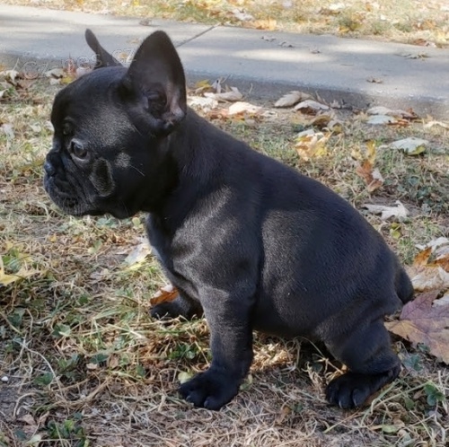 Francouzsk� buldo�ek s PP