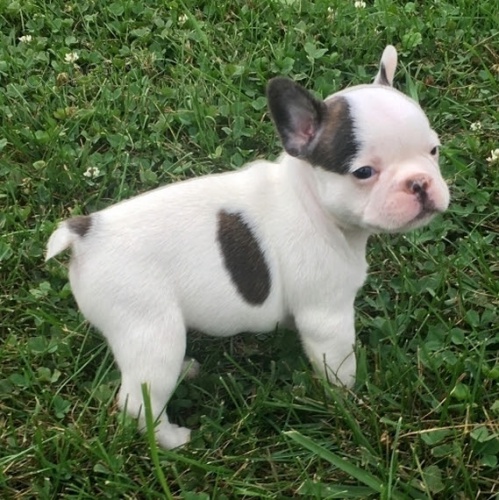 **Francouzky Buldo�ky**