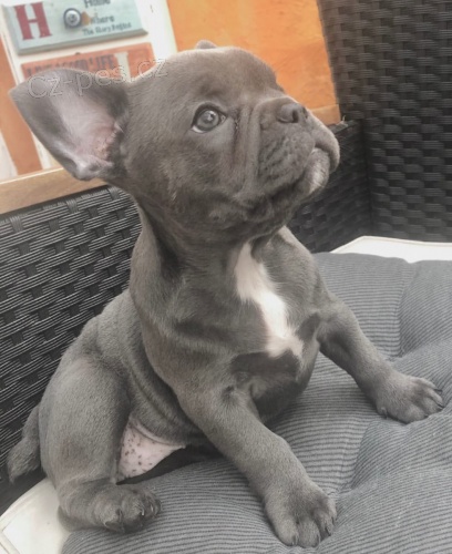 �t��ata modr�ho. francouzsk�ho buldo�ka p�ipravena j�t co nejd��ve