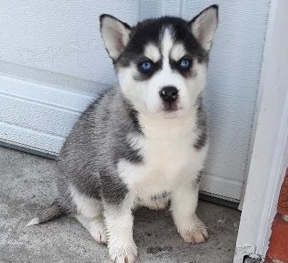  �t��ata sibi�sk�ho husky k adopci. 