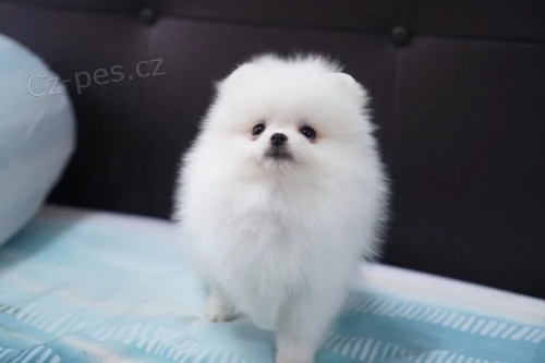 n�dhern� b�l� pomeranian