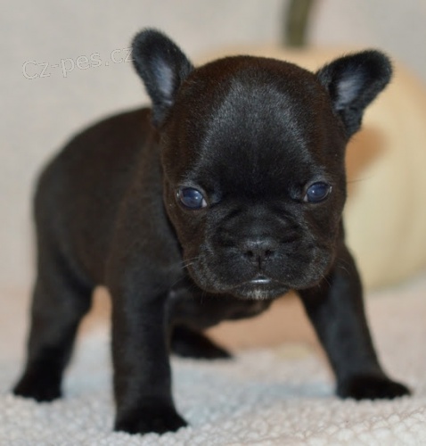 Kr�sn� �ern�, modr�, b�ov� �t��ata francouzsk�ho buldo�ka