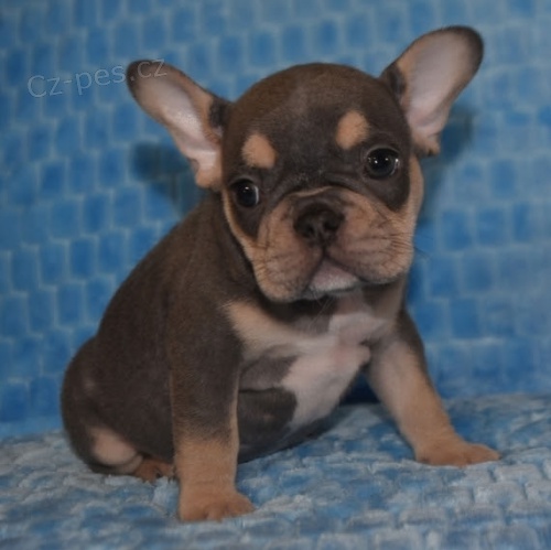Francouzsk� buldo�ek �t��ata na prodej