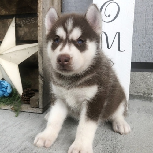 Sibi�sk� husky