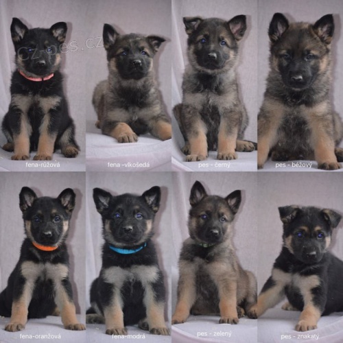 Štěňata Německého Ovčáka s PP Štěňata Německého Ovčáka s PP