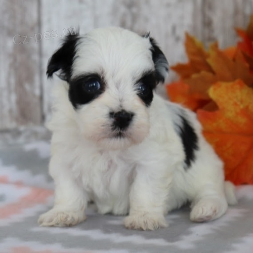 O�kovan� d�ti Havanese �t��ata