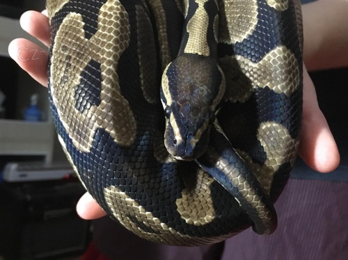 python pot�ebuje nov� domov, velmi nal�hav�, ��dn� poplatky za adopci