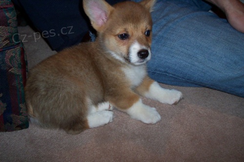 Štěňata Pembroke Welsh Corgi K dispozici k adopci Štěňata Pembroke Welsh Corgi K dispozici k adopci