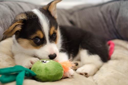 Štěňata Pembroke Welsh Corgi K dispozici k adopci Štěňata Pembroke Welsh Corgi K dispozici k adopci