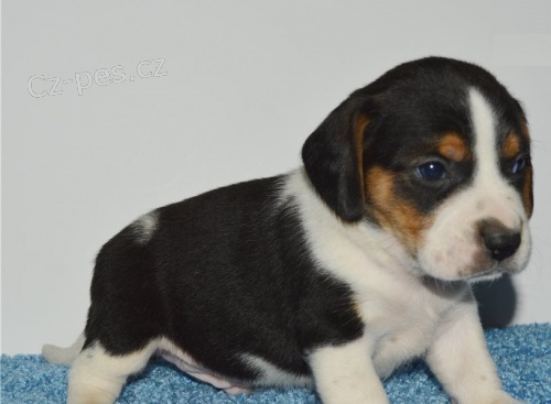 Štěňata Beagle K dispozici k adopci Štěňata Beagle K dispozici k adopci