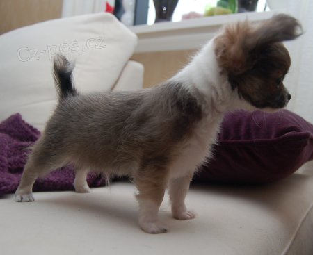 Štěňata čivavy připravena k adopci Štěňata čivavy připravena k adopci