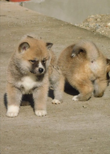 Japonská akita štěňata Japonská akita štěňata