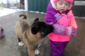 akita inu štěňata k dispozici akita inu štěňata k dispozici