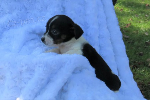Energický Jack Russell teriér Energický Jack Russell teriér
