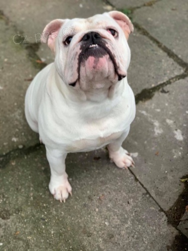 Anglick� buldok k prodeji