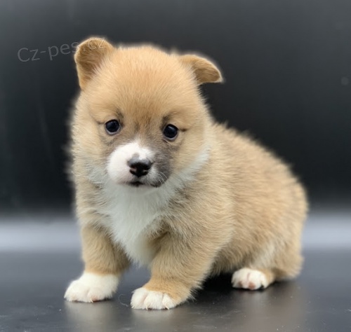 Samec a samice štěňata Welsh Corgi Pembroke. Samec a samice štěňata Welsh Corgi Pembroke.