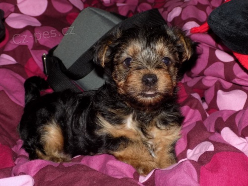Krásný yorkie samci a samice štěňata k dispozici na prodej Krásný yorkie samci a samice štěňata k dispozici na prodej