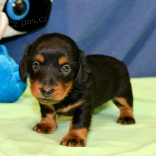 Jezev��k samci a samice �t��ata na prodej