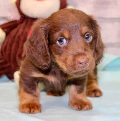 o�kovan� a od�erven� jezev��k