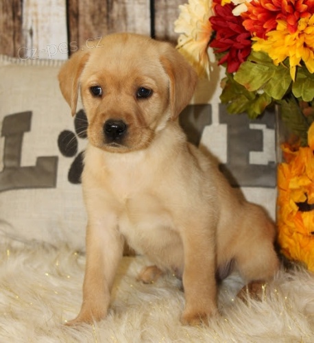 Zdrav� �t��ata labradorsk�ho retr�vra