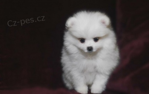 Pomeranian štěňata (miniaturní) Pomeranian štěňata (miniaturní)