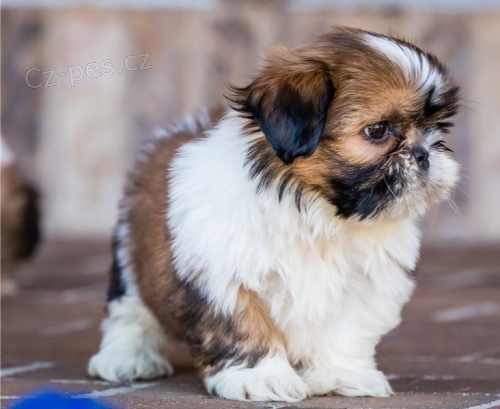 štěňata shih tzu štěňata shih tzu
