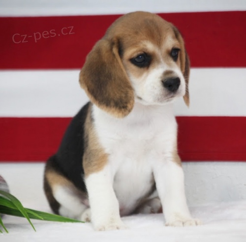 Kr�sn� modr� o�i �t��at trikol�ry Beagle
