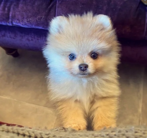 Pomeranian d�ti s o�kovac�mi kartami