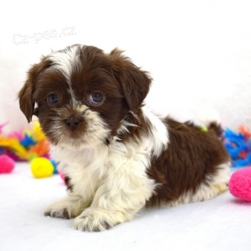 Andělská štěňátka Shih Tzu jsou připravena jít. Andělská štěňátka Shih Tzu jsou připravena jít.