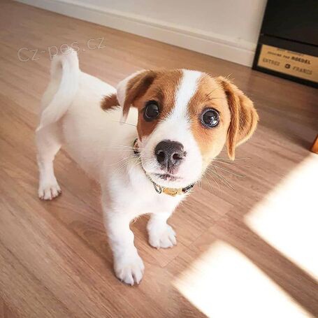 Štěňata Jack Russell teriéra Štěňata Jack Russell teriéra