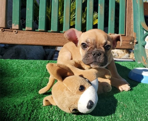 Francouzský buldoček štěňata Francouzský buldoček štěňata