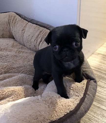 Na prodej �ern� a b�ov� �t��ata mopsl�ka.