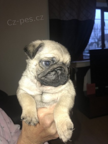 Béžová štěňata mopsů na prodej. Béžová štěňata mopsů na prodej.