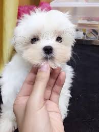 maltézská štěňata maltézská štěňata