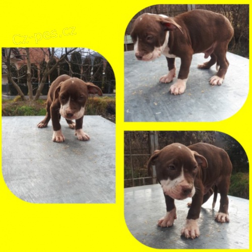 Pitbull �t��ata